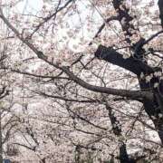 ヒメ日記 2026/03/30 17:32 投稿 ちなつ 京都出張メンズエステChou Chou（シュシュ)