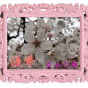 ヒメ日記 2026/03/20 01:36 投稿 優華(ゆか) 人妻出逢い会 百合の園 品川店