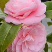 ヒメ日記 2026/04/15 22:46 投稿 優華(ゆか) 人妻出逢い会 百合の園 品川店