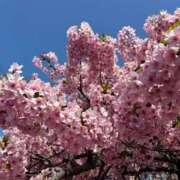 ヒメ日記 2026/03/16 22:56 投稿 らん 熟女の風俗最終章 高崎店