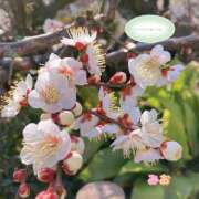 ヒメ日記 2026/02/16 17:55 投稿 みお(昭和56年生まれ) 熟年カップル名古屋～生電話からの営み～