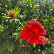 ヒメ日記 2026/02/04 11:56 投稿 ことり 京都性感NEWエステ