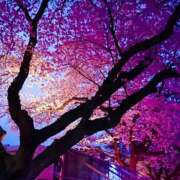 ゆみ（人妻）新人 夜桜 THE・TRY