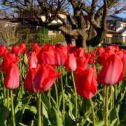 ゆみ（人妻）新人 春が来た THE・TRY