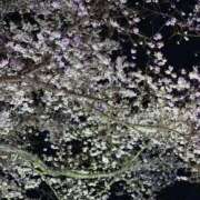 ヒメ日記 2026/04/08 23:54 投稿 ふぶき One More 奥様　松戸店