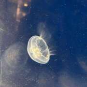 ヒメ日記 2026/03/18 12:23 投稿 いいおんなはいつもにじいろ グッドスマイル