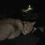 ヒメ日記 2026/02/02 03:11 投稿 ほのか スピード難波店