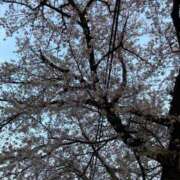 ヒメ日記 2026/04/01 23:59 投稿 よつば 渋谷 風俗 奥様発情の会