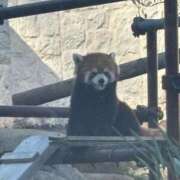 ヒメ日記 2026/04/08 13:34 投稿 わかば 谷町豊満奉仕倶楽部