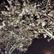 平岩めぐる 夜桜🌸 五反田ヒーローズ（ユメオト）