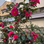 ヒメ日記 2026/03/02 13:04 投稿 もえか 錦糸町ティラミス（シンデレラグループ）