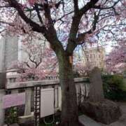 さくら 桜♪ 成田人妻花壇