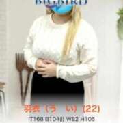 ヒメ日記 2026/02/12 09:44 投稿 羽衣（う　い） ビッグバード