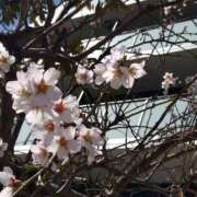 れみ 早咲きかな～？🌸 ぷるるん小町梅田店