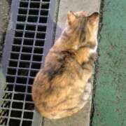 れみ 可愛い旅人🩵 ぷるるん小町梅田店