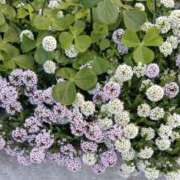 ヒメ日記 2026/01/31 12:20 投稿 ゆか メンエス日暮里