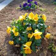 ヒメ日記 2026/02/13 15:40 投稿 ゆか メンエス日暮里