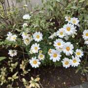 ヒメ日記 2026/02/27 16:20 投稿 ゆか メンエス日暮里