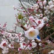 ヒメ日記 2026/03/06 15:03 投稿 ゆか メンエス日暮里