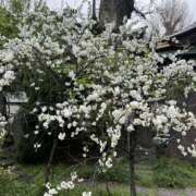 ゆか 出勤しました♪ メンエス日暮里