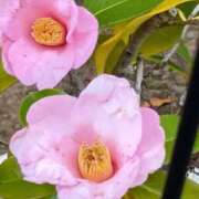 ヒメ日記 2026/03/27 10:31 投稿 ゆか メンエス日暮里