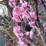 ヒメ日記 2026/03/28 12:14 投稿 ゆか メンエス日暮里