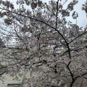 ヒメ日記 2026/04/04 12:10 投稿 ゆか メンエス日暮里