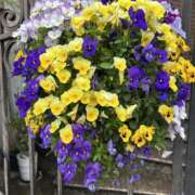 ゆか こんにちわ！ メンエス日暮里