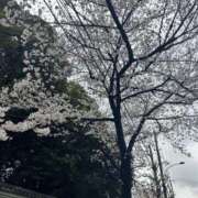 ヒメ日記 2026/03/26 18:57 投稿 ゆみ メンエス日暮里