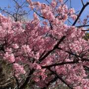 ヒメ日記 2026/03/31 10:36 投稿 あずさ メンエス日暮里