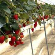 渡瀬 千鶴 桜の次は CASA BIANCA（カーサ・ビアンカ）