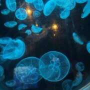 ヒメ日記 2026/04/17 19:51 投稿 一ノ瀬みいな エクレア