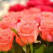 ヒメ日記 2026/03/03 15:16 投稿 つばさ 川崎・東横人妻城