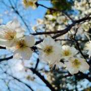 ヒメ日記 2026/02/28 16:52 投稿 香織(かおり) PLUS梅田店