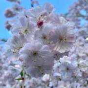 ヒメ日記 2026/04/14 20:52 投稿 香織(かおり) PLUS梅田店