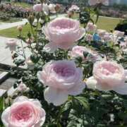 ヒメ日記 2026/05/08 14:32 投稿 香織(かおり) PLUS梅田店