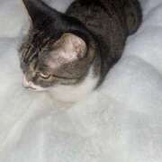 すい おはよう♡ ぽっちゃり巨乳専門店 町田相模原ちゃんこ