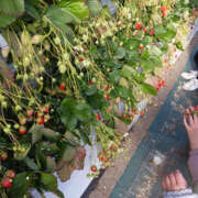 ヒメ日記 2026/02/04 19:47 投稿 ゆみな 奥鉄オクテツ東京店（デリヘル市場）