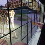 ヒメ日記 2026/02/18 06:54 投稿 ゆみな 奥鉄オクテツ東京店（デリヘル市場）