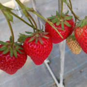 ヒメ日記 2026/02/26 11:03 投稿 ゆみな 奥鉄オクテツ東京店（デリヘル市場）