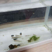 ヒメ日記 2026/02/28 23:00 投稿 ゆみな 奥鉄オクテツ東京店（デリヘル市場）