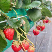 ヒメ日記 2026/03/06 03:31 投稿 ゆみな 奥鉄オクテツ東京店（デリヘル市場）