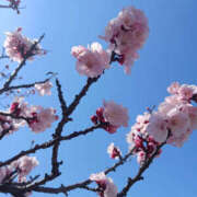 ヒメ日記 2026/03/09 14:33 投稿 ゆみな 奥鉄オクテツ東京店（デリヘル市場）