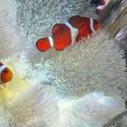 花凪（はな） ありがとう🥹🙏🏻 熟女の風俗最終章 大宮店