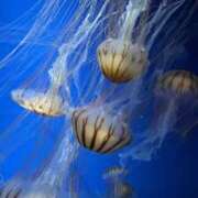 ヒメ日記 2026/02/12 14:42 投稿 もえ りんくう泉佐野ちゃんこ