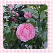 ヒメ日記 2026/03/13 08:59 投稿 あげは 熟女デリヘル秘宝館Z