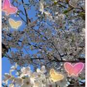 ヒメ日記 2026/04/03 09:01 投稿 あげは 熟女デリヘル秘宝館Z