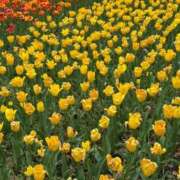 ヒメ日記 2026/04/19 07:06 投稿 まなつ E+アイドルスクール