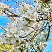 ヒメ日記 2026/04/04 16:15 投稿 はるき 横浜Cute