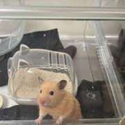 ヒメ日記 2026/01/31 11:54 投稿 なのか☆地元松山　完全素人 バーニング（BURNING）